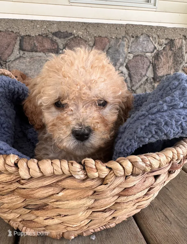 Rickey – Poodle - Miniature  puppy for sale in Camden, MI