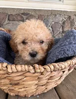 Rickey, a male Poodle - Miniature  for sale in Camden, MI – 1 of 9