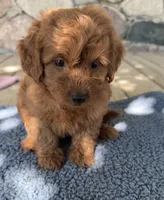 Gus, a male Miniature Goldendoodle for sale in Camden, MI – 7 of 7