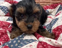 Less, a male Yorkshire Terrier for sale in Camden, MI – 4 of 5
