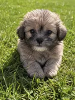 King, a male Shih Tzu for sale in Camden, MI – 4 of 6