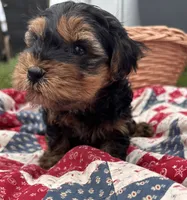 Frankie, a male Yorkshire Terrier for sale in Camden, MI – 4 of 4