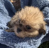 Prince, a male Shih Tzu for sale in Camden, MI – 4 of 7