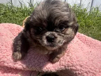 Sugar, a female Shihpoo for sale in Camden, MI – 4 of 4