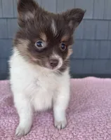Mocha , a female Pomeranian for sale in Camden, MI – 3 of 6