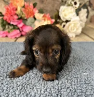 Dale, a male Miniature Dachshund for sale in Camden, MI – Photo 2 of 6