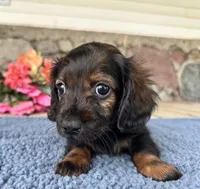 Dale, a male Miniature Dachshund for sale in Camden, MI – Photo 3 of 6
