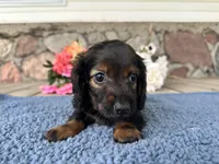 Dale, a male Miniature Dachshund for sale in Camden, MI – Photo 6 of 6