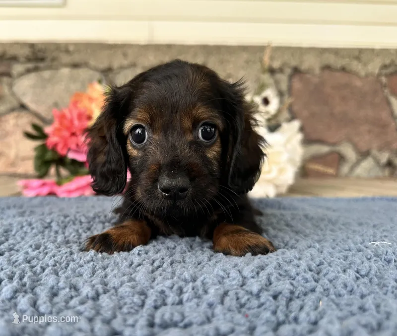 Dale – Miniature Dachshund puppy for sale in Camden, MI