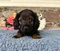 Dale, a male Miniature Dachshund for sale in Camden, MI – Photo 1 of 6