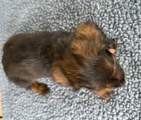 Dale, a male Miniature Dachshund for sale in Camden, MI – Photo 4 of 6