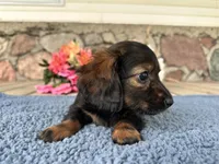 Dale, a male Miniature Dachshund for sale in Camden, MI – Photo 5 of 6
