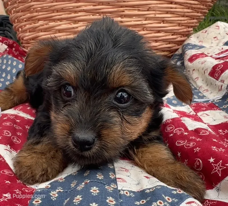 Annie  – Yorkshire Terrier puppy for sale in Camden, MI