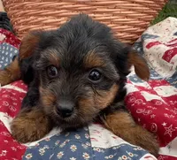 Annie , a female Yorkshire Terrier for sale in Camden, MI – 1 of 4