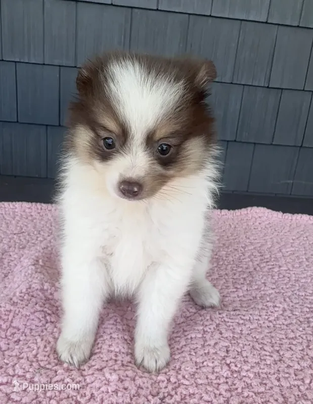 Ginger  – Pomeranian puppy for sale in Camden, MI
