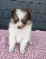 Ginger , a female Pomeranian for sale in Camden, MI – 1 of 6