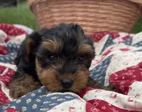 Less, a male Yorkshire Terrier for sale in Camden, MI – 5 of 5
