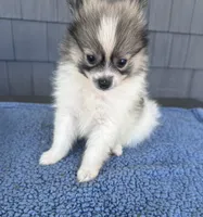 Biscuit , a male Pomeranian for sale in Camden, MI – 6 of 6