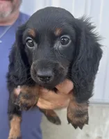 Chip, a male Miniature Dachshund for sale in Camden, MI – 2 of 3