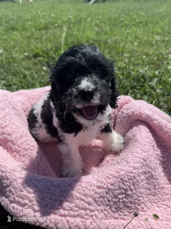 Cin, a female Cockapoo for sale in Camden, MI – 1 of 5