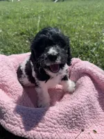 Cin, a female Cockapoo for sale in Camden, MI – 1 of 5