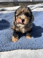 Duke, a male Yorkipoo for sale in Camden, MI – 3 of 6