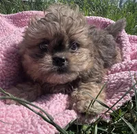 Daisy , a female Shihpoo for sale in Camden, MI – 6 of 8