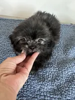 Jack, a male Shihpoo for sale in Camden, MI – 5 of 5