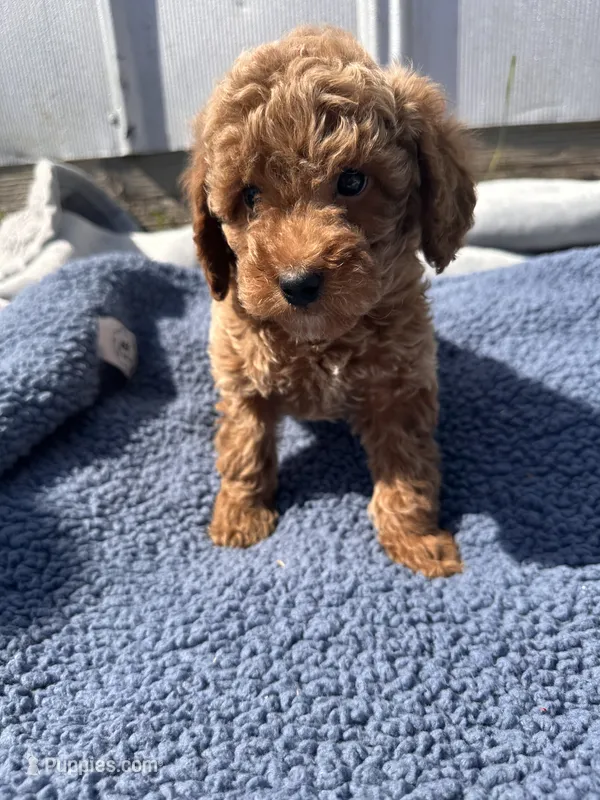 Jameson – Miniature Goldendoodle puppy for sale in Camden, MI