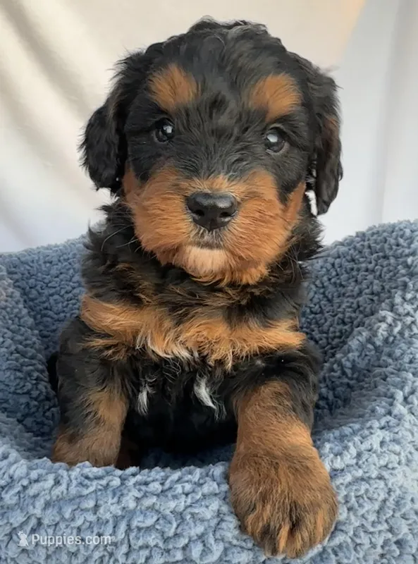 Ernie – Bernedoodle puppy for sale in Camden, MI