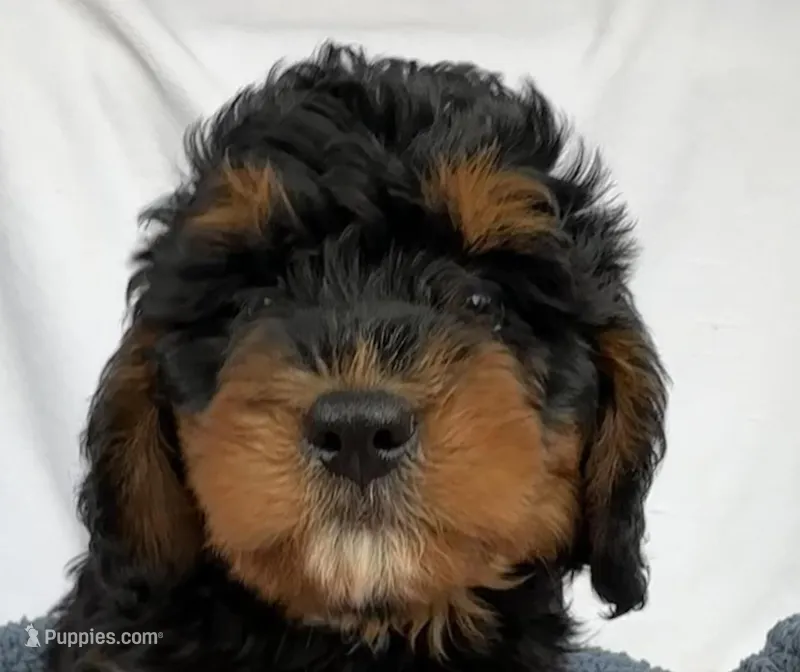 Ernie – Bernedoodle puppy for sale in Camden, MI