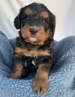 Ernie, a male Bernedoodle for sale in Camden, MI – Photo 6 of 6
