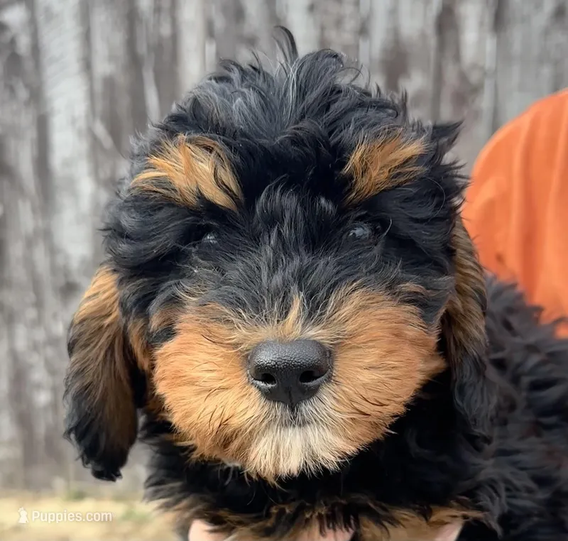 Ernie – Bernedoodle puppy for sale in Camden, MI