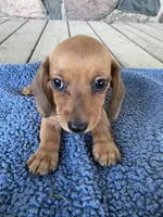 Briar (AKC), a male Miniature Dachshund for sale in Camden, MI – 4 of 4