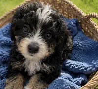 Skipper, a male Miniature Bernedoodle for sale in Camden, MI – 1 of 5