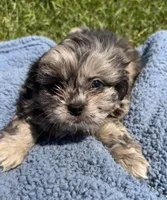 Snickers , a male Shihpoo for sale in Camden, MI – 2 of 5