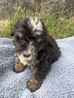 Otis, a male Miniature Bernedoodle for sale in Camden, MI – 2 of 5