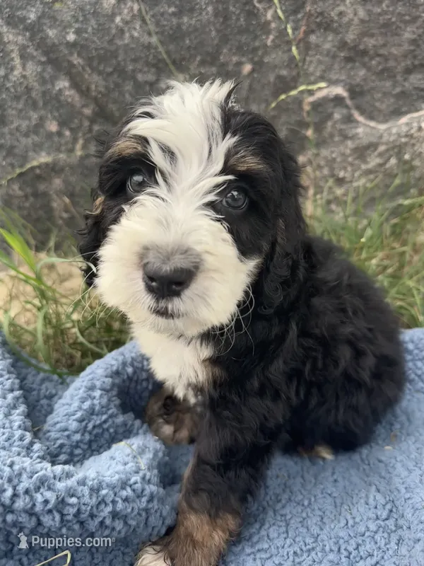 Archie – Miniature Bernedoodle puppy for sale in Camden, MI