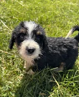 Captain, a male Miniature Bernedoodle for sale in Camden, MI – 1 of 4