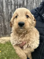 Vern, a male Miniature Goldendoodle for sale in Camden, MI – 4 of 4