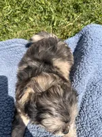 Snickers , a male Shihpoo for sale in Camden, MI – 5 of 5