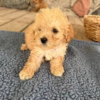 Rickey, a male Poodle - Miniature  for sale in Camden, MI – 9 of 9