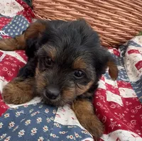 Annie , a female Yorkshire Terrier for sale in Camden, MI – 3 of 4