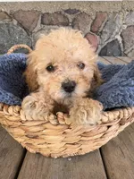 Rickey, a male Poodle - Miniature  for sale in Camden, MI – 6 of 9