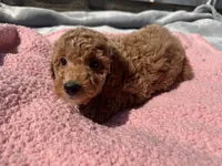Bailey, a female Miniature Goldendoodle for sale in Camden, MI – 3 of 5
