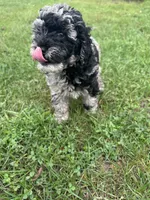 Gloria , a female Miniature Bernedoodle for sale in Camden, MI – 5 of 8