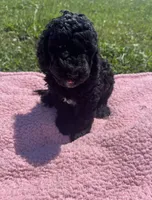 Bess, a female Bernedoodle for sale in Camden, MI – 7 of 9
