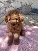 Sis, a female Miniature Goldendoodle for sale in Camden, MI – 5 of 6