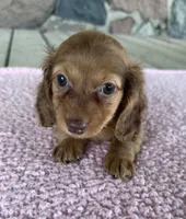 Clover (AKC) , a female Miniature Dachshund for sale in Camden, MI – 1 of 6