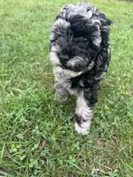 Gloria , a female Miniature Bernedoodle for sale in Camden, MI – 6 of 8
